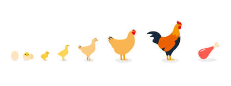 The life of a chicken, different ages of chicken, vector illustrationのイラスト素材