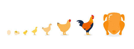 The life of a chicken, different ages of chicken, vector illustrationのイラスト素材