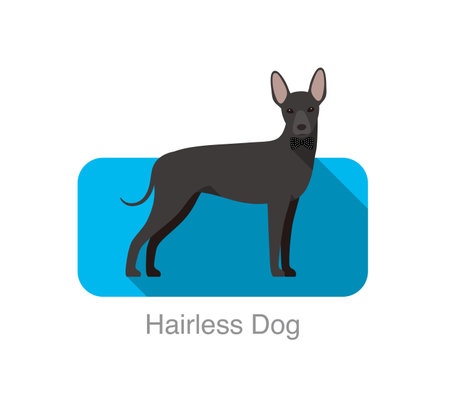 Hairless dog standing and watching, vector illustrationのイラスト素材