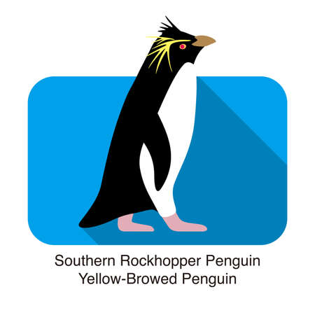 Southern rockhopper penguin standing on the groundのイラスト素材