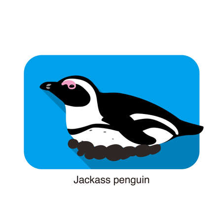 Jackass penguin hatching the eggsのイラスト素材