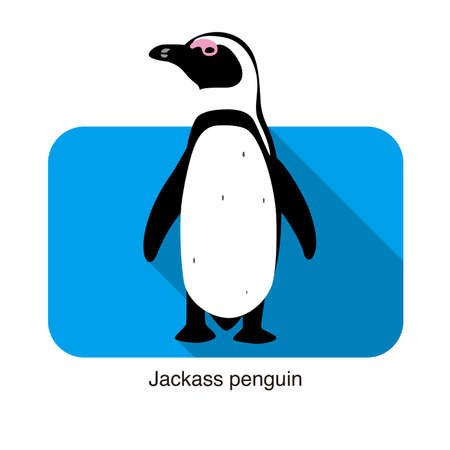 Jackass penguin standing on the groundのイラスト素材