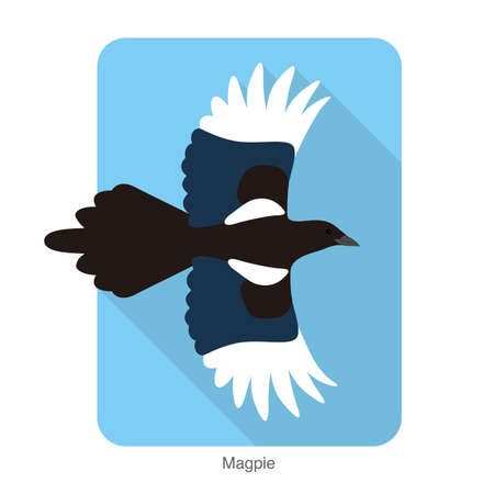 Magpie bird flying in the sky, vector illustrationのイラスト素材