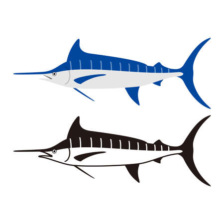 Atlantic blue marlin fish, vector illustrationのイラスト素材