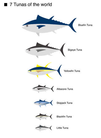 Tuna Set, Vector illustration on white backgroundのイラスト素材