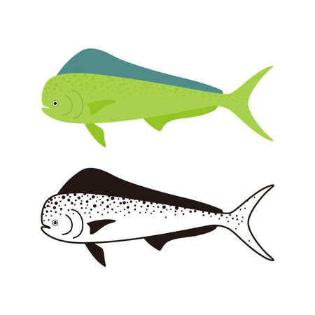Common Dolphinfish, Dorado fish, vector illustrationのイラスト素材