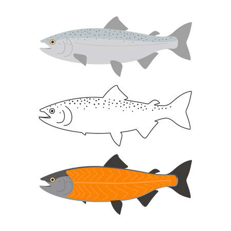 Salmon meat, seafood raw part, vector illustrationのイラスト素材