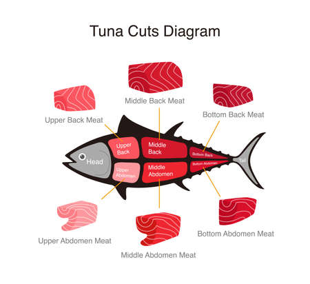 Tuna fish cuts diagram, vector illustrationのイラスト素材