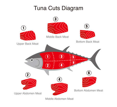 Tuna fish cuts diagram, vector illustrationのイラスト素材