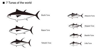 Tuna Set, Vector illustration on white backgroundのイラスト素材