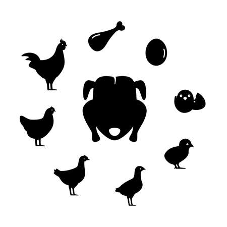 The life of a chicken, different ages of chicken, vector illustrationのイラスト素材