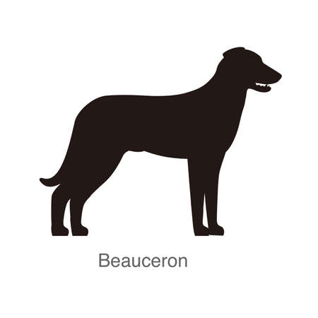 Beauceron spaniel dog on the hole, watching, vector illustrationのイラスト素材