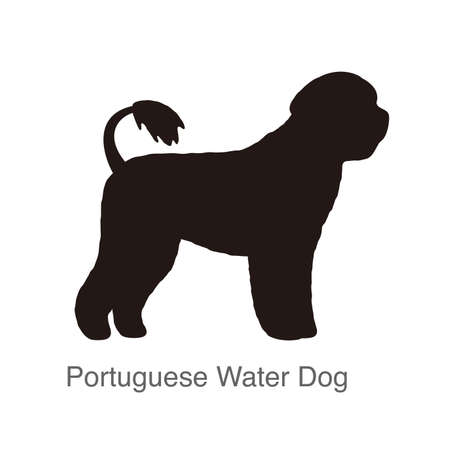 Portuguese Water dog on the hole, watching, vector illustrationのイラスト素材