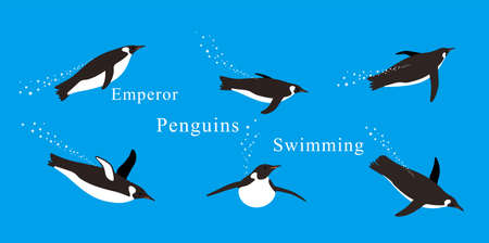 Many Emperor Penguins swimming in the sea with various postures.のイラスト素材