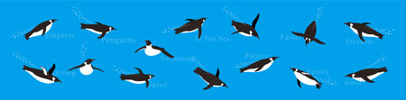 Many Emperor Penguins swimming in the sea with various postures.のイラスト素材