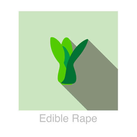 Edible rape Vegetables food flat icon vector illustrationのイラスト素材