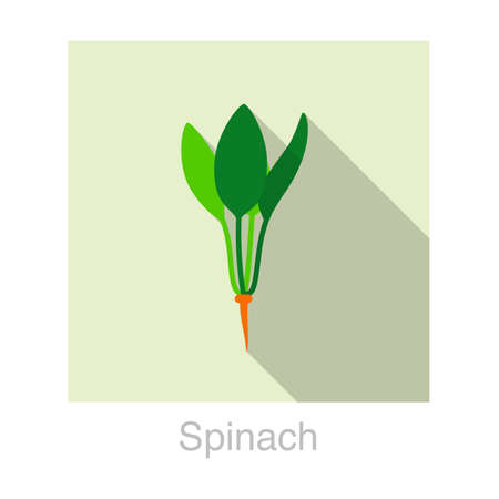 Spinach Vegetables food flat icon vector illustrationのイラスト素材
