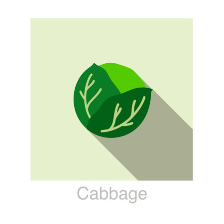 Cabbage Vegetables food flat icon vector illustrationのイラスト素材