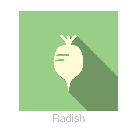 Radish Vegetables food flat icon vector illustrationのイラスト素材