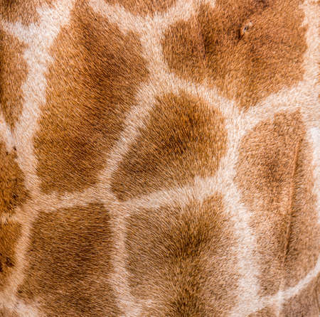 nature giraffe fur texture patternの写真素材