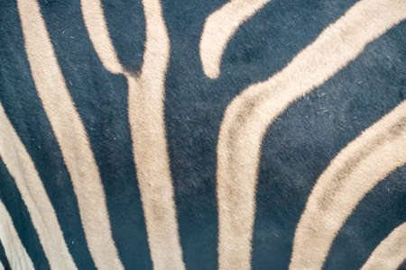 Zebra pattern, black and whiteの写真素材