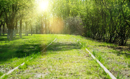 The old abandoned rail road with trees and grassの写真素材