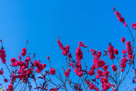 peach flowers in the skyの写真素材