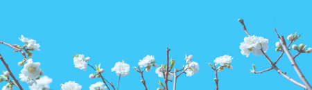 peach flowers in the skyの写真素材