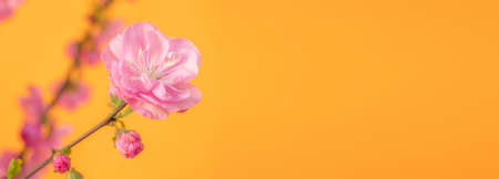 peach blossom, pink flower, yellow backgroundの写真素材