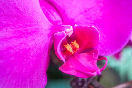 stamen of moth orchid flowerの写真素材