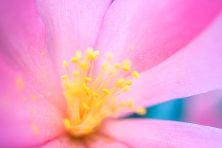 stamen of flowerの写真素材