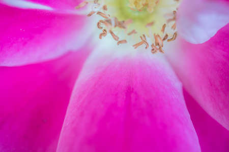 stamen of flowerの写真素材