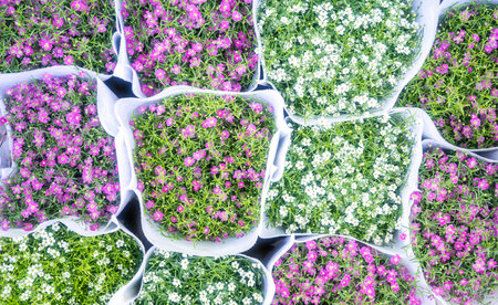 gypsophila muralis