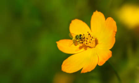 Decorative Pink Garden Flower Cosmos, background is blurredの写真素材