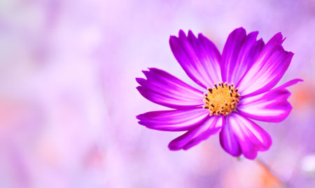 Decorative Pink Garden Flower Cosmosの写真素材