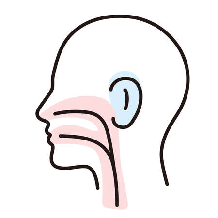 Human organ throat ear nose flat icon, vector illustrationのイラスト素材
