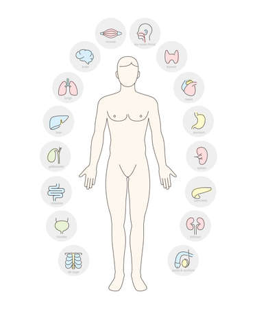Man Internal Organs Infographic Posterのイラスト素材