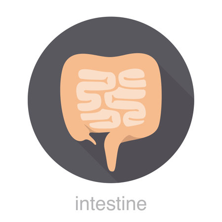 Human organ intestine flat design icon, vector illustrationのイラスト素材