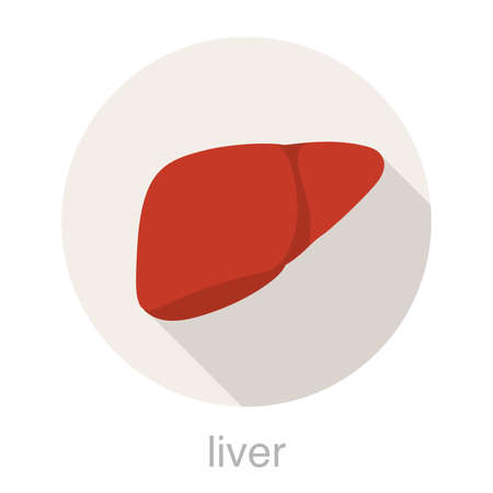 Human organ liver flat design icon, vector illustrationのイラスト素材