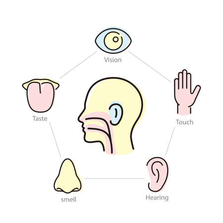 Human senses icon set, vector illustrationのイラスト素材