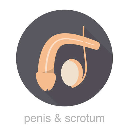 Human organ penis and scrotum icons, vector illustrationのイラスト素材