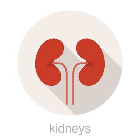 Human organ kidney flat design icon, vector illustrationのイラスト素材