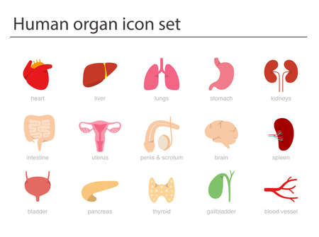 Human Organs icon set, medical icons, vector illustrationのイラスト素材