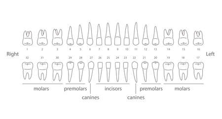 The chart of human teeth, vector illustrationのイラスト素材
