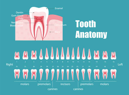 Teeth anatomy, diagram vector illustrationのイラスト素材