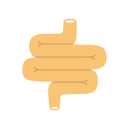 Human organ intestine flat design icon, vector illustration