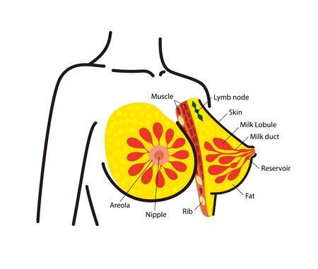 Anatomy of the female breast, ppt diagramのイラスト素材