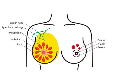 Anatomy of the female breast, ppt diagramのイラスト素材