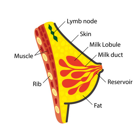 Anatomy of the female breast, ppt diagramのイラスト素材