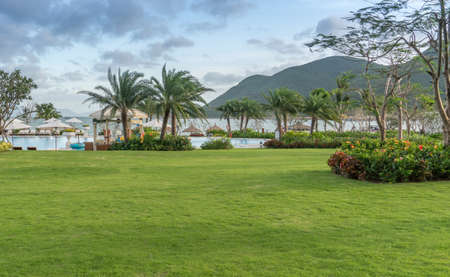 grass coconut tree and beachのeditorial素材